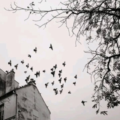 FREE