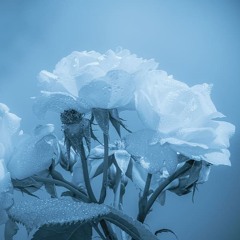 Mvt II (1). Allegro -