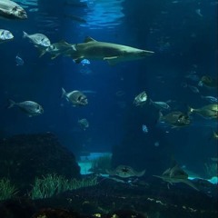 🐠