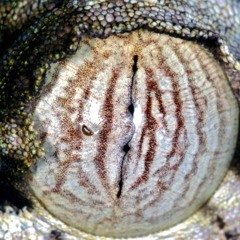 3xl w DJ Papaya  020326