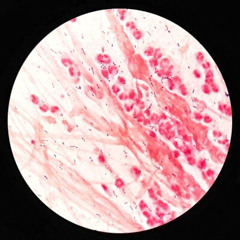 Podcast Ø-4  REC  2024-11-16