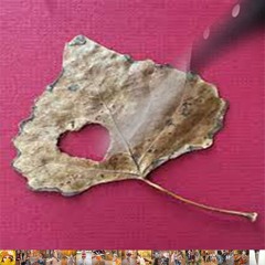 Shautumn (Sergio) prod samara