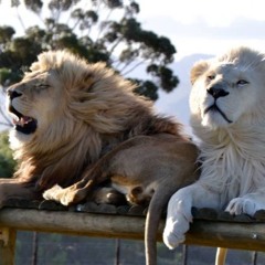 Santuario “Panthera Africa: voluntariado para los grandes felinos - Guardia Animal #2