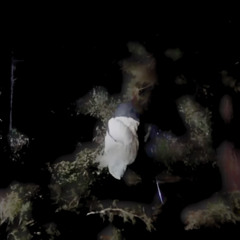 Philip Seen Ricky Mix (2025)