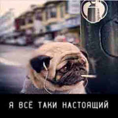 Мопс всё таки настоящий...