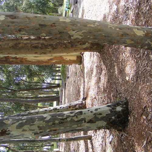 Shallow Hypocricy Is Just A Commodity. Your Freedom Is An Illusion