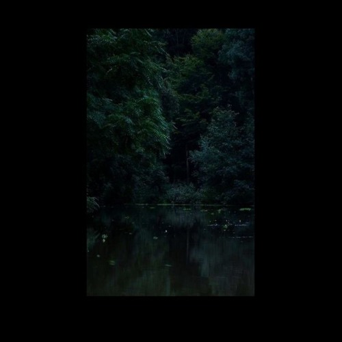 Drowsy in the blanket of trees