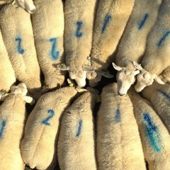 Mystery Of Love (Sufjan Stevens Cover)