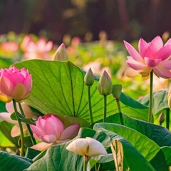 Untitled [P. **605330117]