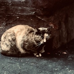 satoshi