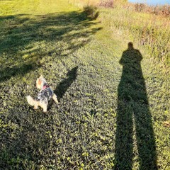 Shadows From The Light