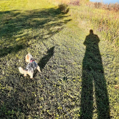 Shadows From The Light
