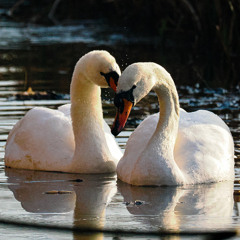 Joy of the Swans (Original)