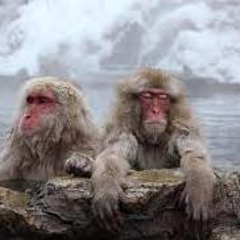 Saru No Onsen - Airmuv (Free Download)