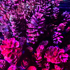 luuszäpfe-2025-fritig