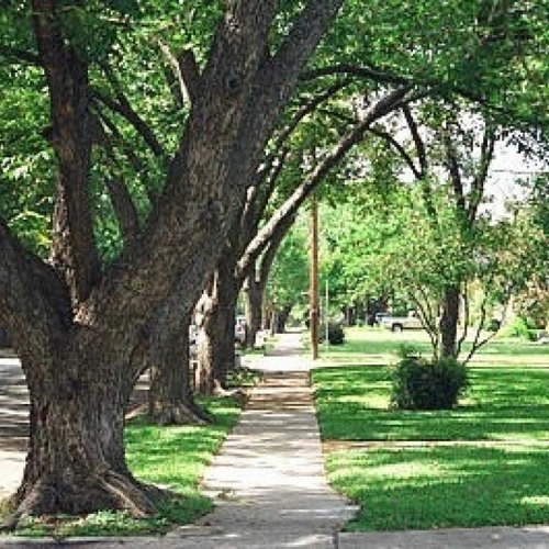 Urban Forests 101 - What is an urban forest?