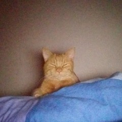 Sbadato (prod. Jeko)