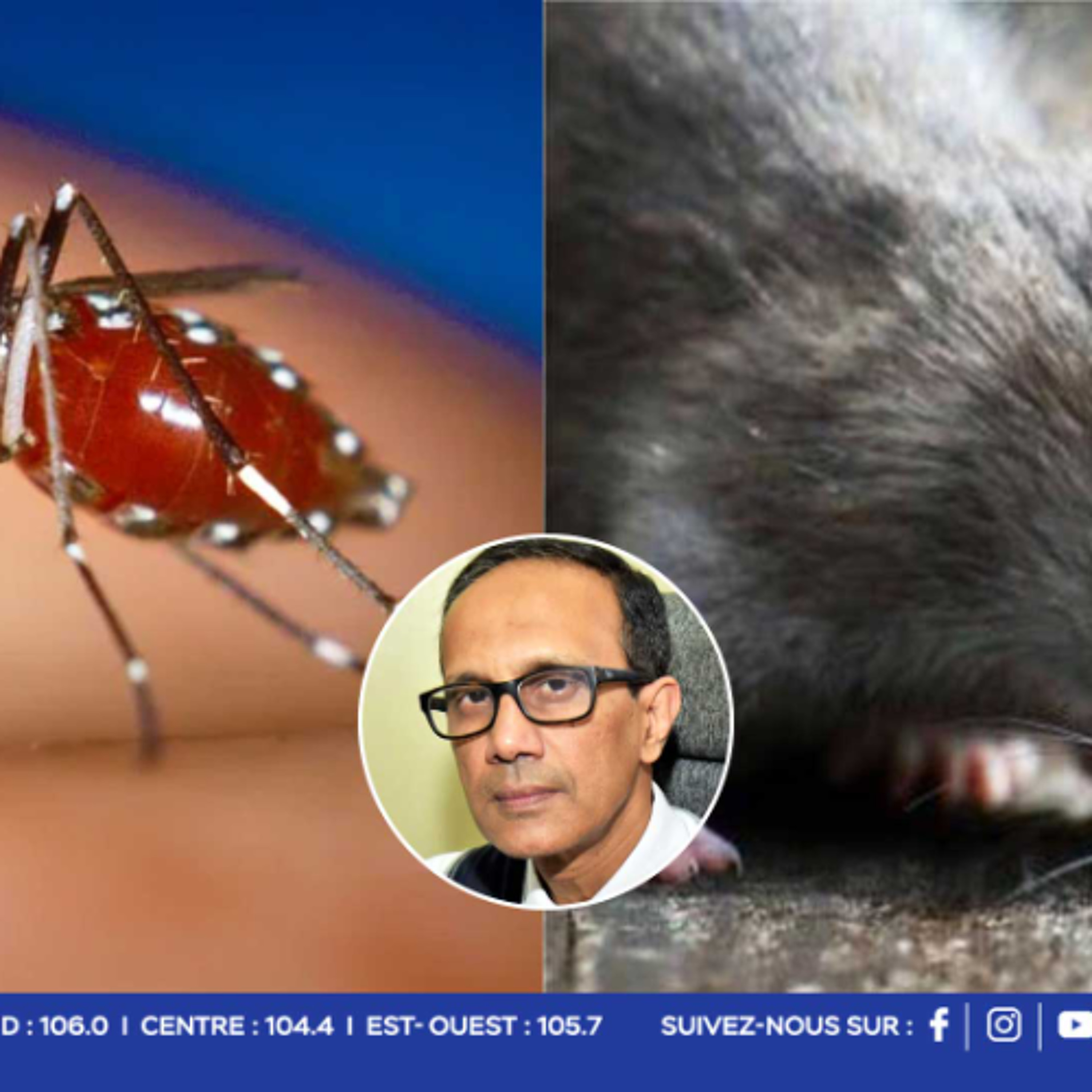 Santé : Chikungunya 977 cas, leptospirose 13 cas depuis janvier : la vigilance reste de mise face aux pluies récentes