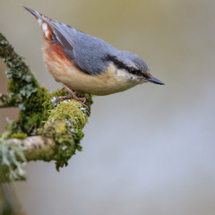 Nuthatch Song - MixPre-7335