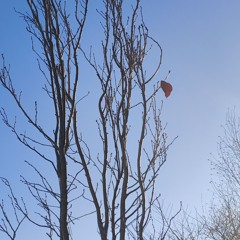 last farewell 🪈2.version