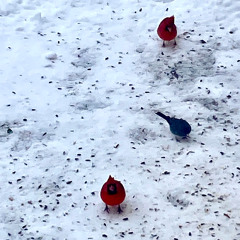 Free Neck and Shoulders - Chair  12-2-25