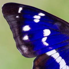 PÁU.XA - for Flute and two Darbukas