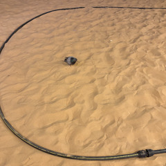 ELON PELON (@foggsnotfungus TikTok remix)