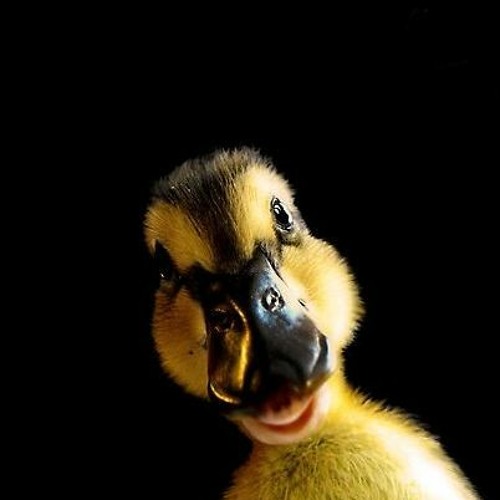 Bruno B Feat Munna's Music - Duck Inside