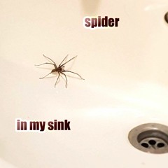 spider in my sink