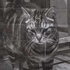 9Lives -Demo