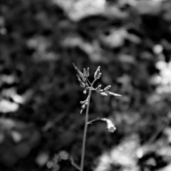 Soundscapes Journal 12 May 2024