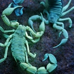 Scorpion-Style  House Session
