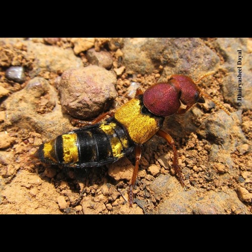 hk_calm-steady_tracks_405