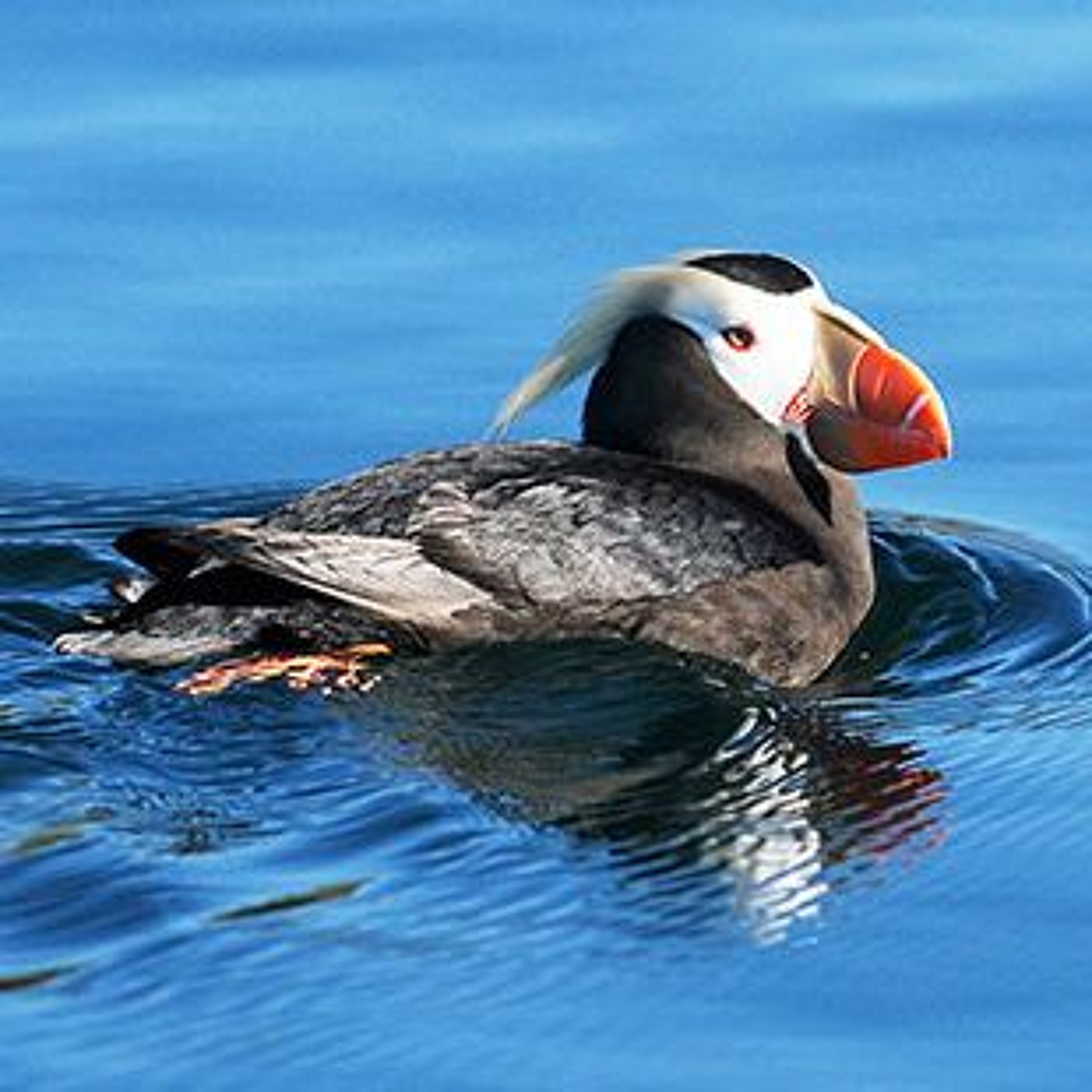 Oregon lawmaker talks major wildlife bill, public lands and controversial waterway permits episode artwork