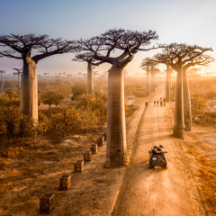 SkinOnSkin - Madagascar Orchestral Mix