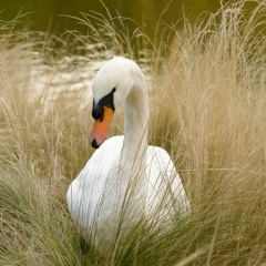 White Swan