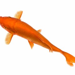 Alex G Screwy Ppl Intro Looped