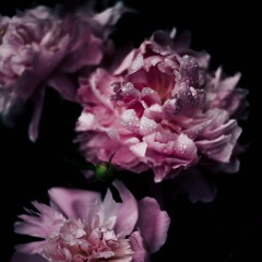 241001 - Peonies In C Major 7th