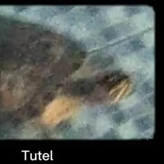 Tutel