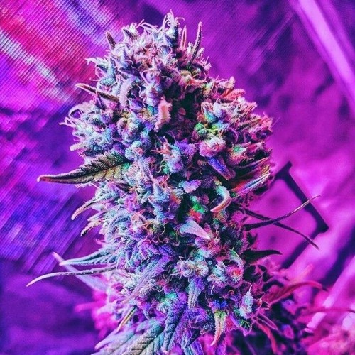 SMOKED OUT