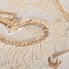 Remarkably Well - Preserved Archeopteryx Specimen Unveiled