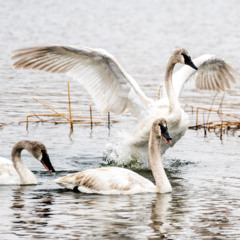 Panhandle Afield: Trumpeter Swans