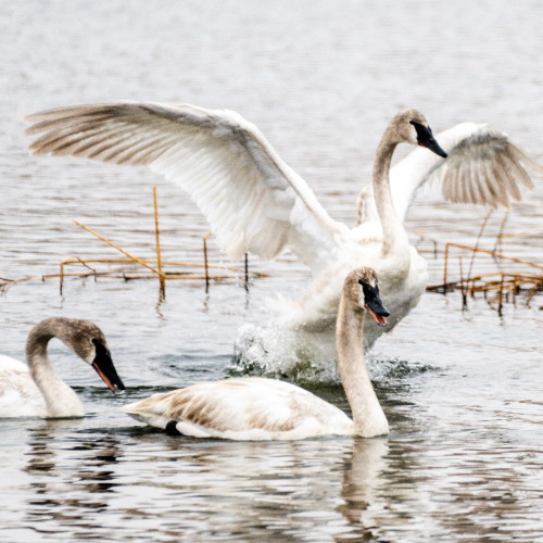 Panhandle Afield: Trumpeter Swans