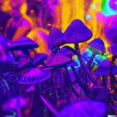 Magic Mushrooms