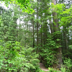 Still Path