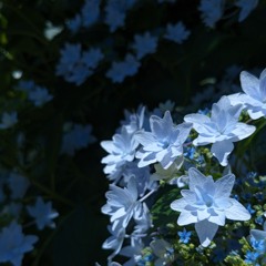 不安定なワルツ カバーver.1 mol-74