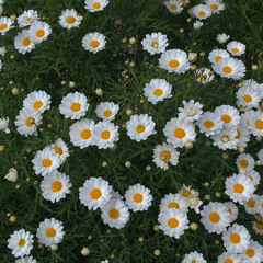 Hoa (Flower - Johnny Stimson)
