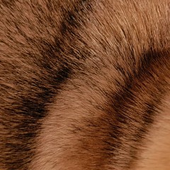 罅 "毛と皮" (demo)