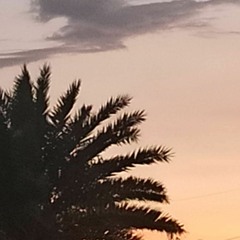 Coke - Shanti Dope x King