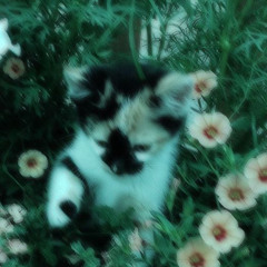 Uno's Revenge & Whoishellcat - myself @kenzee